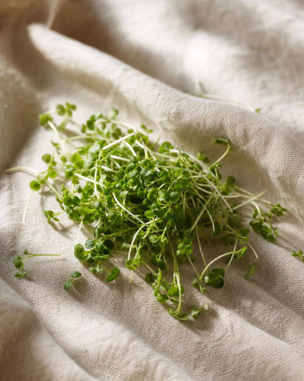 Cress microgreens